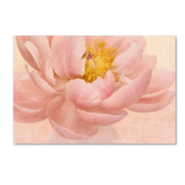 Cora Niele 'Pink Peony' Canvas Art, 16x24, Trademark Fine Art, Mfr#: ALI1869-C1624GG